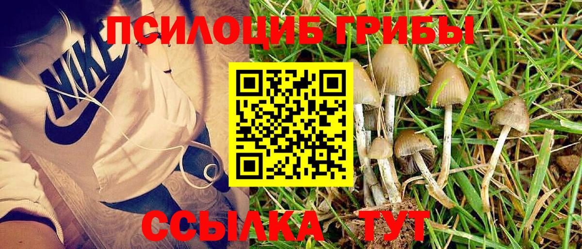 Гатчина  Псилоцибиновые грибы MAGIC MUSHROOMS  Галлюциногенные грибы прущие грибы  Вход с VPN 